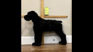 Giant Schnauzer Puppy Time Lapse Growth [upl. by Yatnoj]