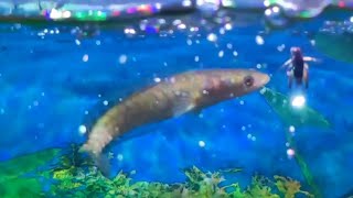 channa punctata feeding fish snakeheadfish feeding aquarium channa video channapunctata [upl. by Mulac111]