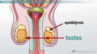 Male Reproductive System Functions Organs and Anatomy [upl. by Jerman]