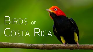 Exploring the Birdlife in the Cloud Forests  Birds of Costa Rica [upl. by Ecilayram]