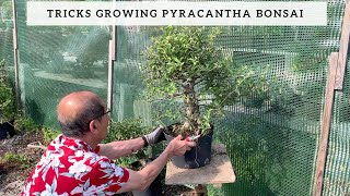 Tricks Growing Pyracantha Bonsai [upl. by Carolin]