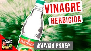 VINAGRE EL MEJOR HERBICIDA DEL MUNDO USAR VINAGRE PARA ELIMINAR MALAS HIERBAS [upl. by Kall]