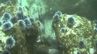 Scuba Dive along the Los Angeles Breakwater [upl. by Retsub992]