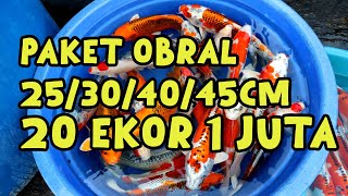 RESELLER MERAPAT  READY PAKET HARGA PETANI   Dua Putri Koi  11072024 [upl. by Milburr]