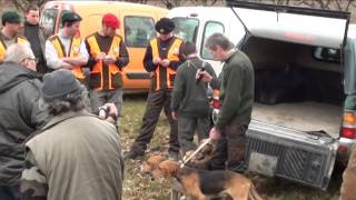 Concours de meutes  15 février 2014  ST DIDIER SOUS RIVERIE [upl. by Lotson]