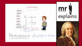 mr i explains The Linnaean Classification System and the construction of Phylogenic Trees [upl. by Karin]