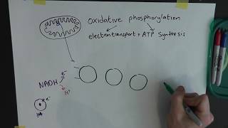 What is the point of oxidative phosphorylation [upl. by Heaps62]