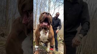 Big bog baby and sellver big anemals short viboshorts dog doglover [upl. by Tirma]