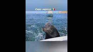 Cabo San Lucas 🇲🇽 mexico los cabos cabosanlucas seals [upl. by Oznola]