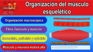 Músculo esquelético  Músculo esquelético estructura  Músculo esquelético fisiología [upl. by Akinnor]