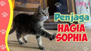 Gli Kucing Satusatunya yang Diperbolehkan Masuk Hagia Sophia [upl. by Zined]