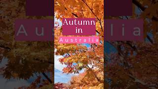 Autumn in Australia shorts exploreaustralia malayalamvlogs [upl. by Catherin]