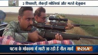 Hunting Operations Bihar Government Allows to Shot Nilgai in Mokama [upl. by Tterab401]