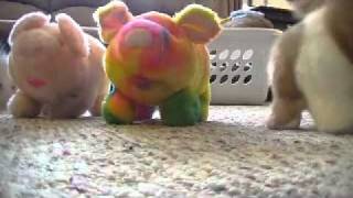 walking dogs and pigs and more from kb toys [upl. by Attirehs]