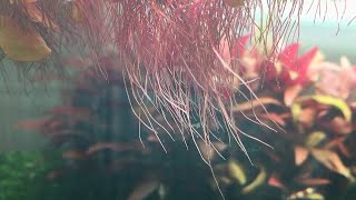 How to grow red root floater plant [upl. by Stevana]