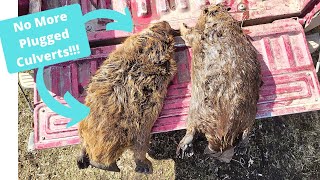 Out On The Line 2023 Ep 28  Spring Nuisance Beaver Trapping  Part 2 [upl. by Trude354]