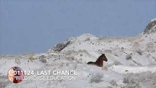 East Pershing Wild Horse Roundup Wrap in 5 Minutes [upl. by Post]