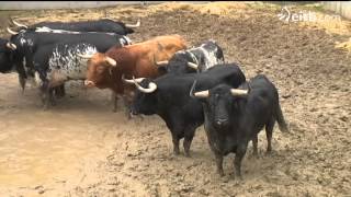 Ya han llegado los toros de los primeros encierros de sanfermines 2014 [upl. by Walrath993]