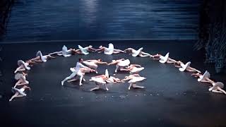 Het Zwanenmeer 2017  Shanghai ballet [upl. by Windzer]