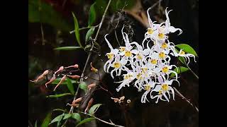 Oncidium alexandrae ex Odontoglossum crispum Ecuador 2021 [upl. by Notgnirrac]