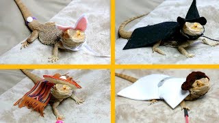 Bearded Dragon Tries On Costumes [upl. by Orbadiah]