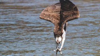 Must see Osprey dives off huge wall then free falls to catch big fish 😮 Z9 [upl. by Aiveneg]