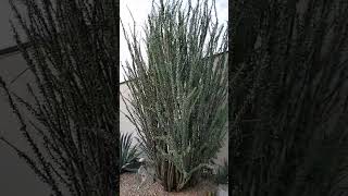 ocotillo jardines en arizona [upl. by Delcine357]