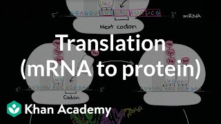 Translation mRNA to protein  Biomolecules  MCAT  Khan Academy [upl. by Reppiks]