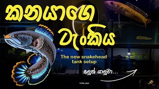 New Snakehead tank setup 🐍🐍අලුතින් හදපු සර්ප මාළු ටැංකිය 🐠 fishyaqua viral snakehead [upl. by Ellary]