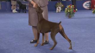 Doberman in Best in Show [upl. by Eerrehc871]