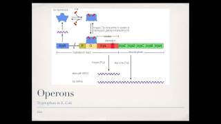 Bacterial Gene Regulation Operons [upl. by Aiekat824]