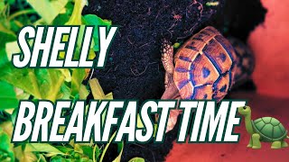 Shelly my tortoise breakfast time [upl. by Enaek389]