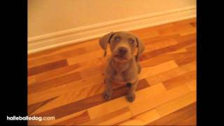 Weimaraner Puppy Following 2 Cute [upl. by Sidras]