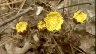 Identifying Coltsfoot Tussilago Farfara for Cough by FeelGoodTimenet [upl. by Underwood]