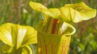 The Croatan Explorer Carnivorous Plants of The Croatan Forest [upl. by Cornew]