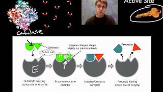 Enzymes [upl. by Fernand]