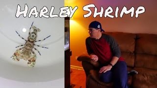 asterina star fish removal from saltwater aquarium harlequin shrimp update [upl. by Simonette]