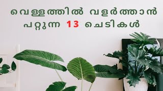 വെള്ളത്തിൽ വളർത്താൻ പറ്റുന്ന 13 ചെടികൾ [upl. by Florella104]