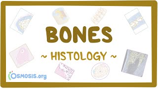 Bones Histology [upl. by Nyraf]