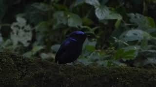 Large Niltava Niltava grandis decipiens Mt Kerinci Sumatra Indonesia 24 July 2024 46 [upl. by Rochette28]