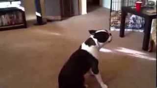 Boston Terrier quotAsthmaquot  Respiratory Fit aka Reverse Sneezing  Brachycephalic Breathing Spasm [upl. by Baskett690]