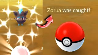 Omg🤯 caught shiny zorua in pokemon go [upl. by Noived372]