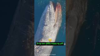 নীল তিমির মৃত্যুর পর বিস্মকরভাবে যা ঘটে 🥺 mayajaal unkonwnfacts bluewhalefacts [upl. by Bundy]