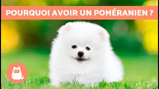 AVANTAGES DAVOIR un POMÉRANIEN 🐶✅ Top 7 des raisons [upl. by Evita]