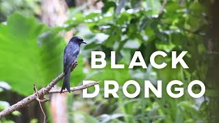 Black drongo Dicrurus macrocercus Kaputu Balaya [upl. by Esya]