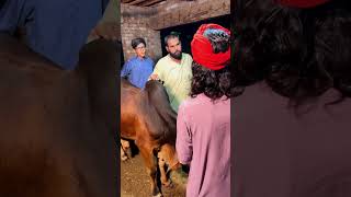 Qurbani Ka Janwar Beech ker Bill Dia  Part 1 [upl. by Eltsirk]