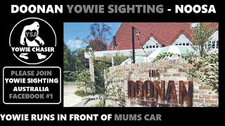 NOOSA YOWIE SIGHTINGS 1390 DOONAN QLD [upl. by Aimek]