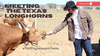 That Englishman REAL Texas Longhorns  That Englishman in Texas Oli Pettigrew [upl. by Urita]