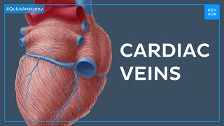 The greater cardiac venous system  Quick Anatomy  Kenhub [upl. by Pelligrini249]