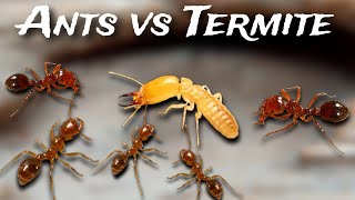 Fire Ants vs Termites  Ants sting [upl. by Lorraine]